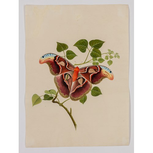 Chinese Entomological Study of an Atlas Moth (Attacus atlas)